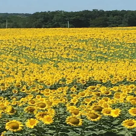 Markets & Meadows Retreat 圣卓普德博尔