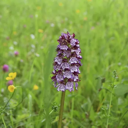 Markets & Meadows Retreat *