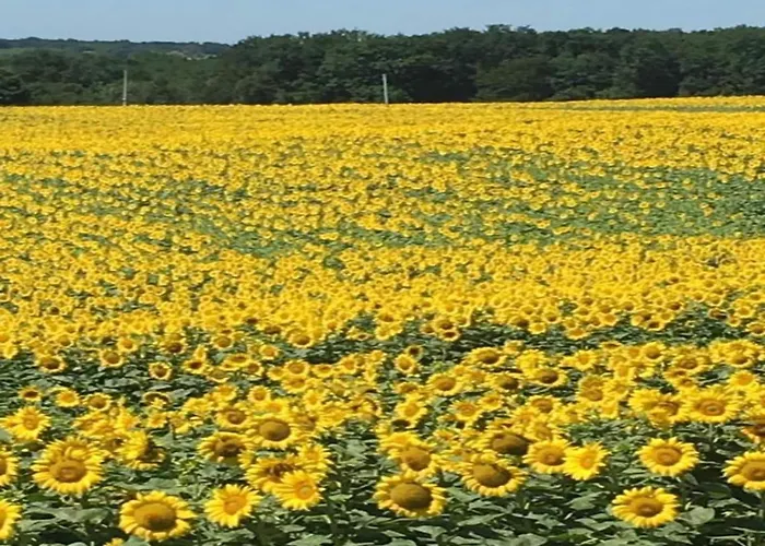 Markets & Meadows Retreat Saint-Eutrope-de-Born