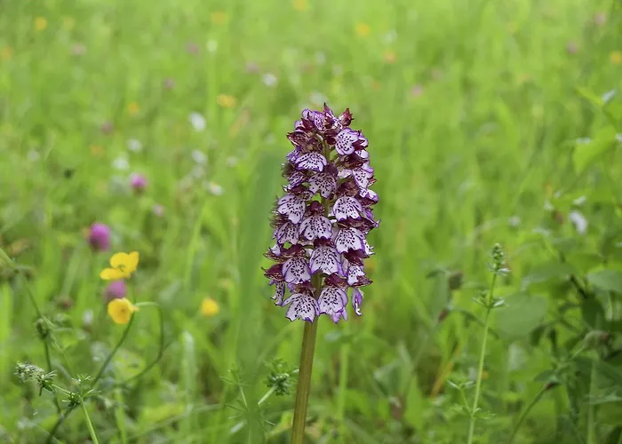 Markets & Meadows Retreat *